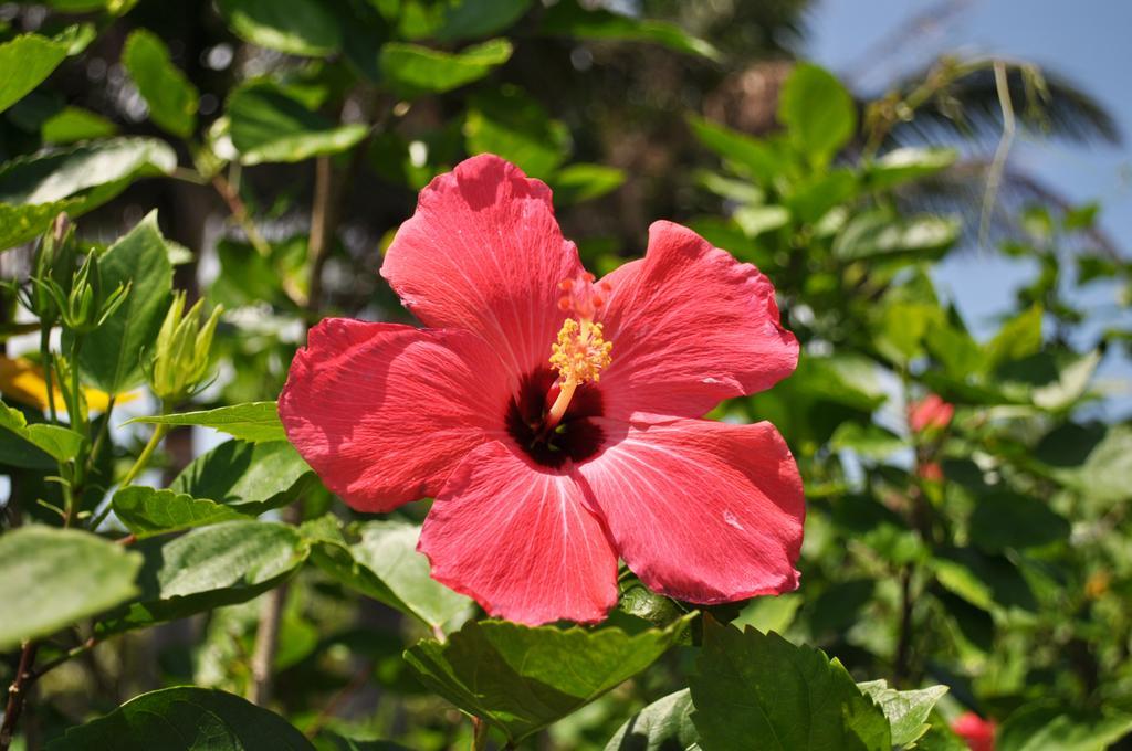 Hotel Tulip Ishigakijima Ishigaki  Bagian luar foto