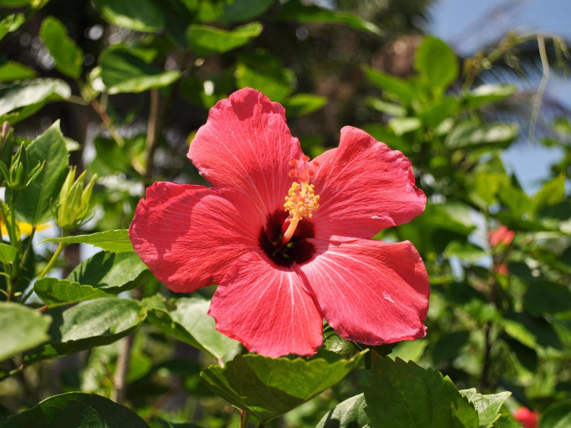 Hotel Tulip Ishigakijima Ishigaki  Bagian luar foto